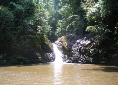 Exploring Borneo with Eric Hansen's Stranger in the Forest