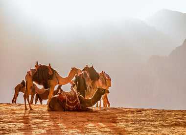 Camels in Jordan