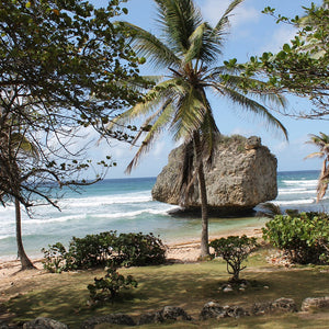 large rock on the beach front with palm trees, Barbados
