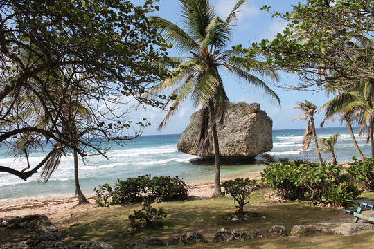 large rock on the beach front with palm trees, Barbados