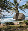 large rock on the beach front with palm trees, Barbados