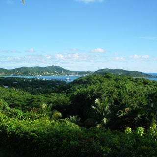 View across the jungle canopy of Antigua with Freeman's Bay and Nelson's Dockyard in the distance