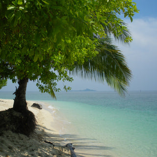 A palm tree on the beach with a turquoise sea at Selingan (Turtle) Island in the Sulu Sea, Borneo